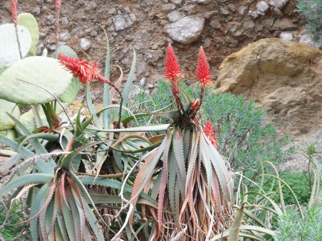Aloe arborescens / Aloe arborescente